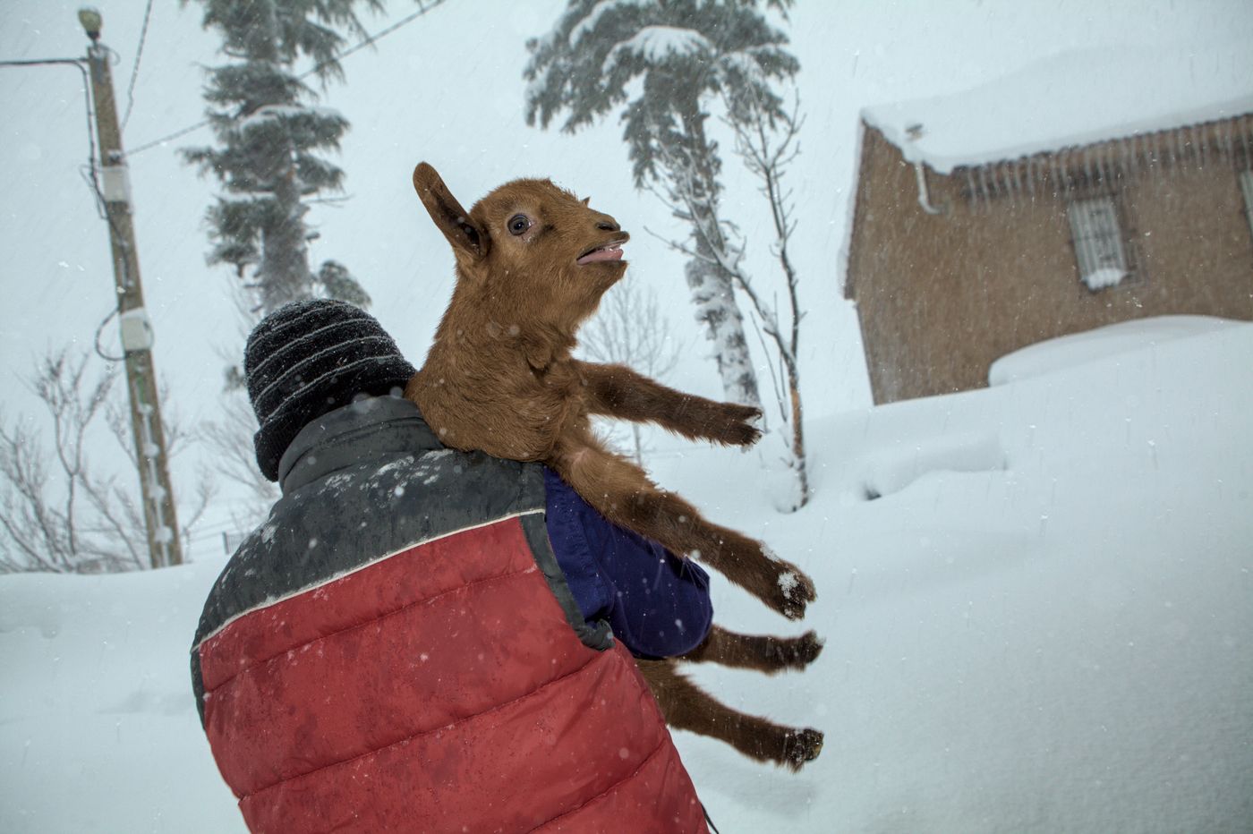 Temporal de nieve y frío polar en el Valle del Lago de Somiedo. Ola de frío polar. Niños con las cabras en la cuadra
